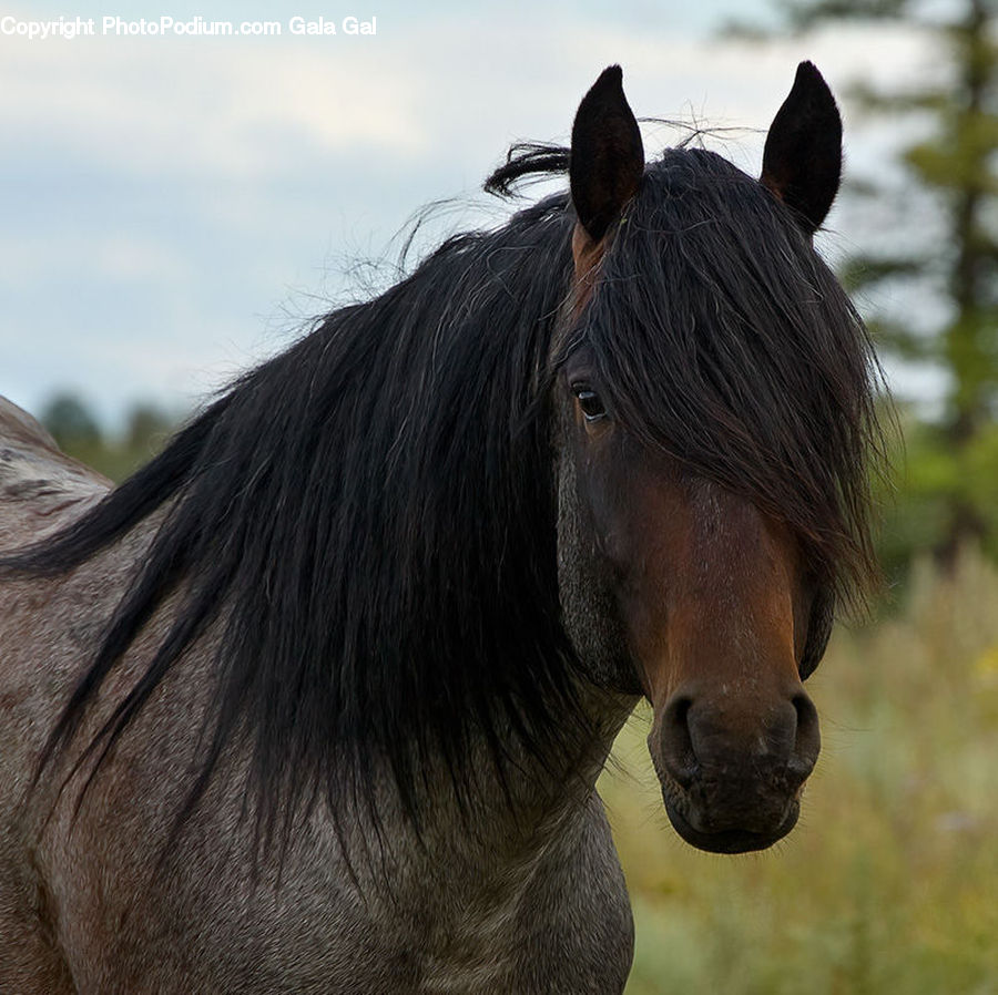 Animal, Horse, Mammal, Stallion