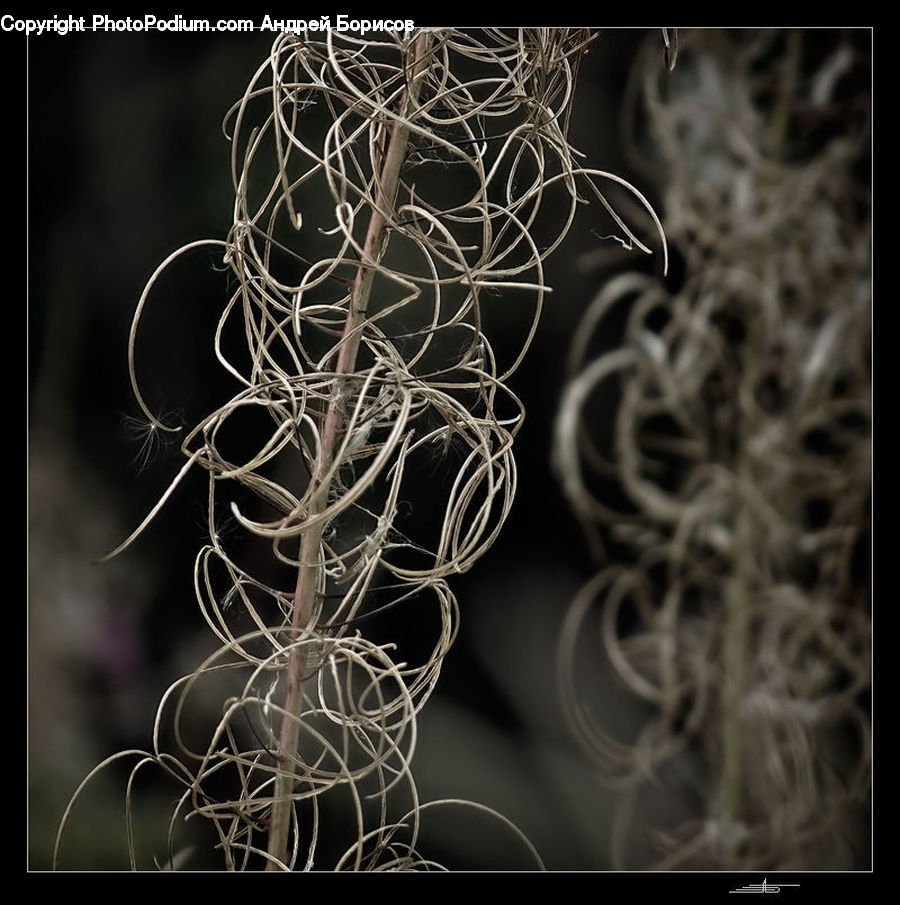 Coil, Spiral, Conifer, Fir, Plant, Tree, Art