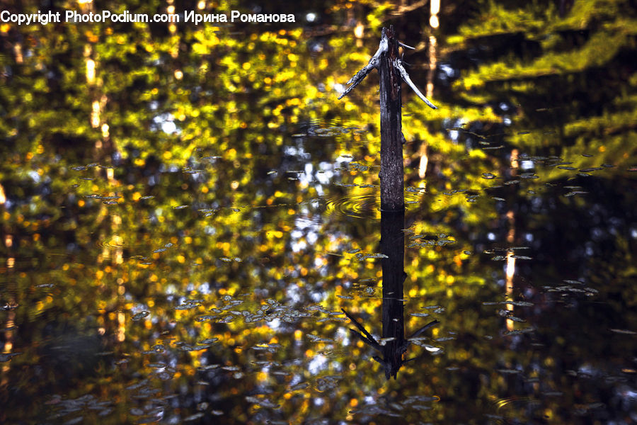 Birch, Tree, Wood, Plant, Potted Plant, Water, Moss