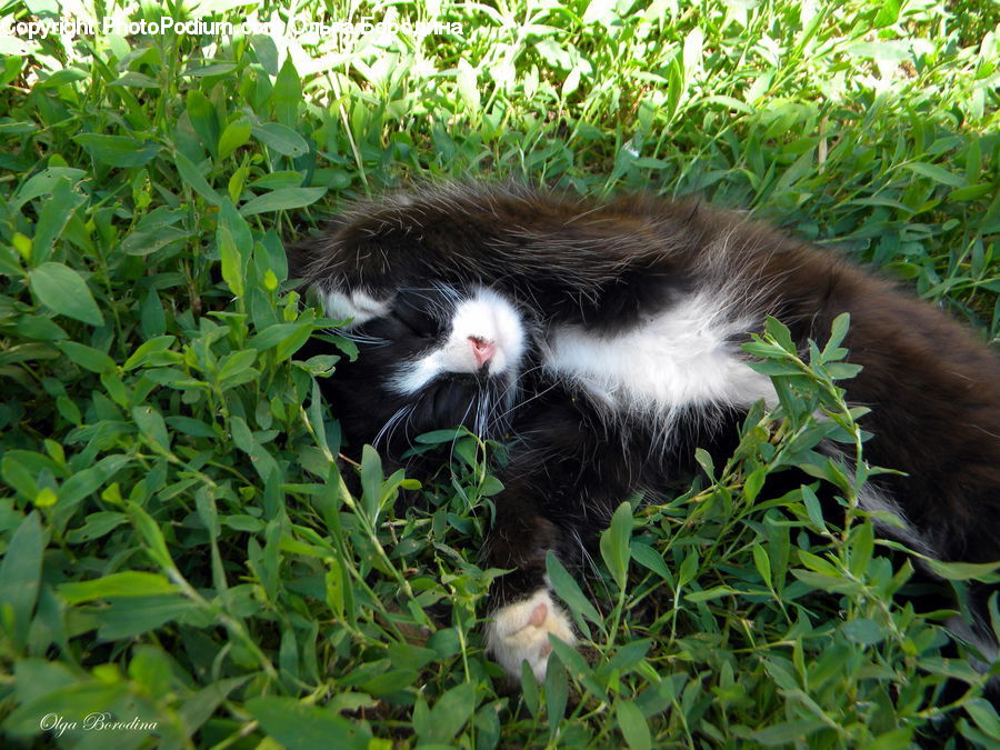 Animal, Mammal, Skunk