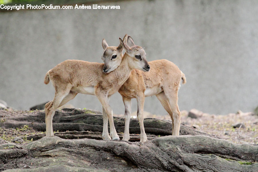 Animal, Deer, Mammal, Wildlife, Gazelle, Impala, Kangaroo