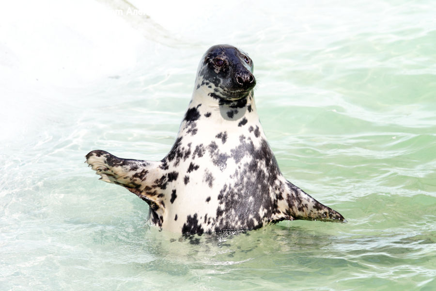 Animal, Mammal, Sea Life, Sea Lion, Seal, Canine, Dog