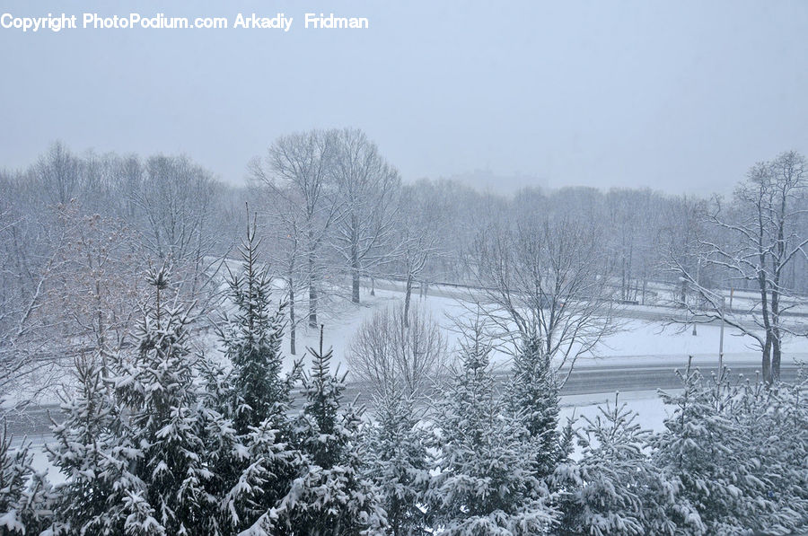 Frost, Ice, Outdoors, Snow, Plant, Tree, Blossom