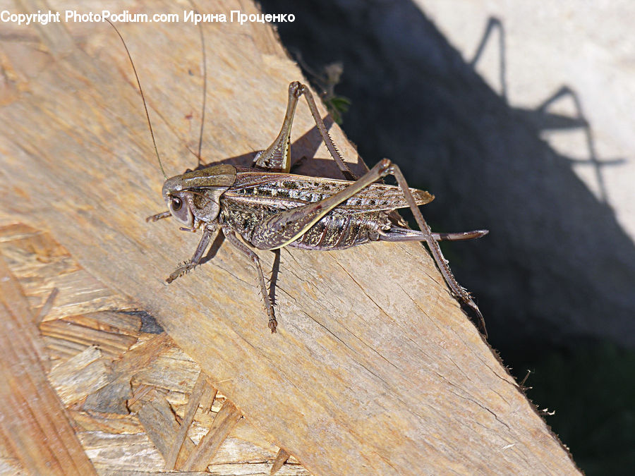 Cricket Insect, Grasshopper, Insect, Invertebrate, Cockroach