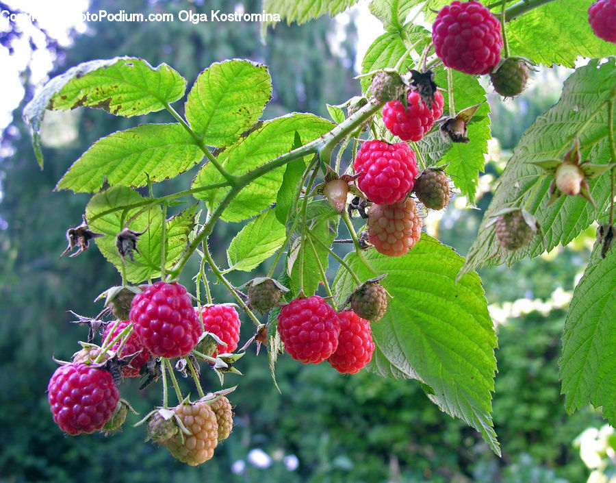 Fruit, Raspberry, Oak, Tree, Wood, Acorn, Plant