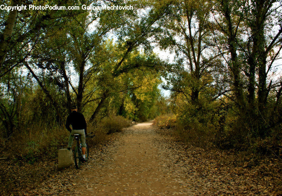 Dirt Road, Gravel, Road, Leisure Activities, Walking, Forest, Jungle