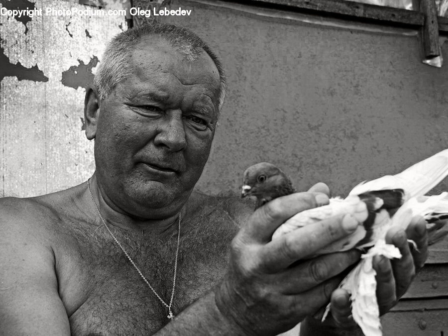 People, Person, Human, Bird, Pigeon, Portrait