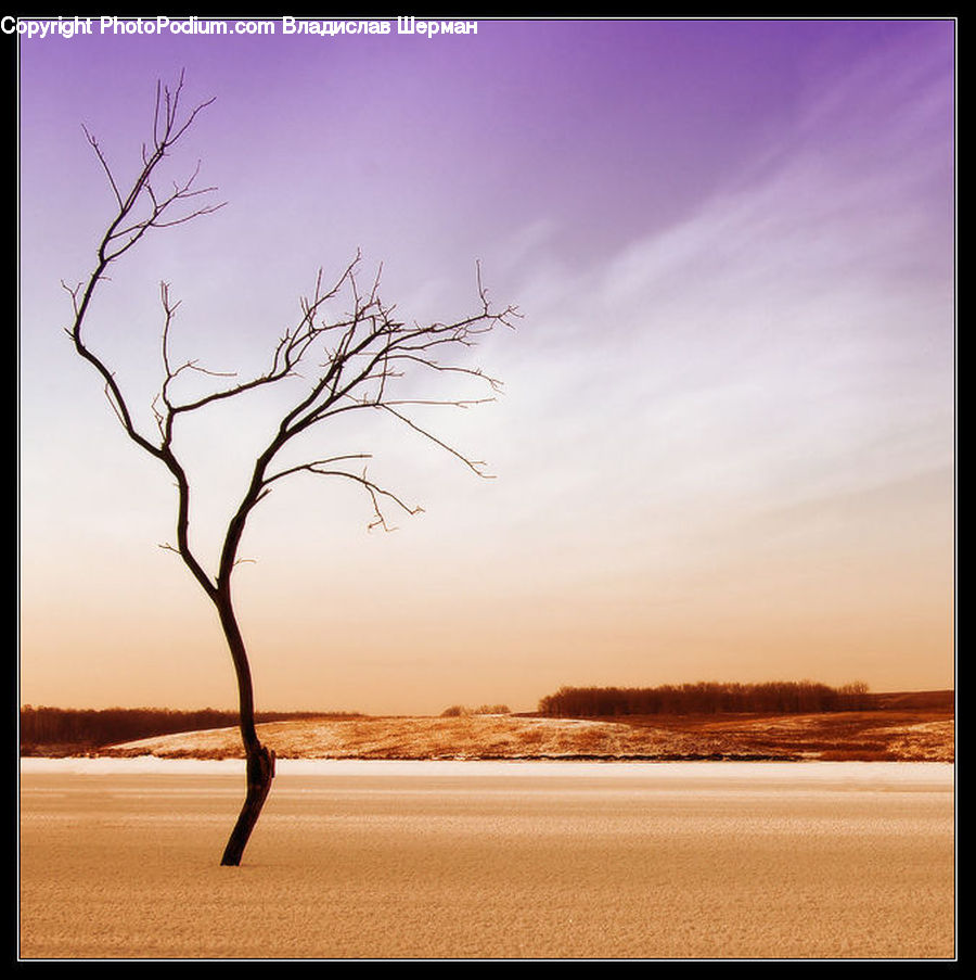 Plant, Tree, Beach, Coast, Outdoors, Sea, Water