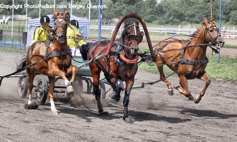 Animal, Horse, Mammal, Carriage, Horse Cart, Vehicle, Car