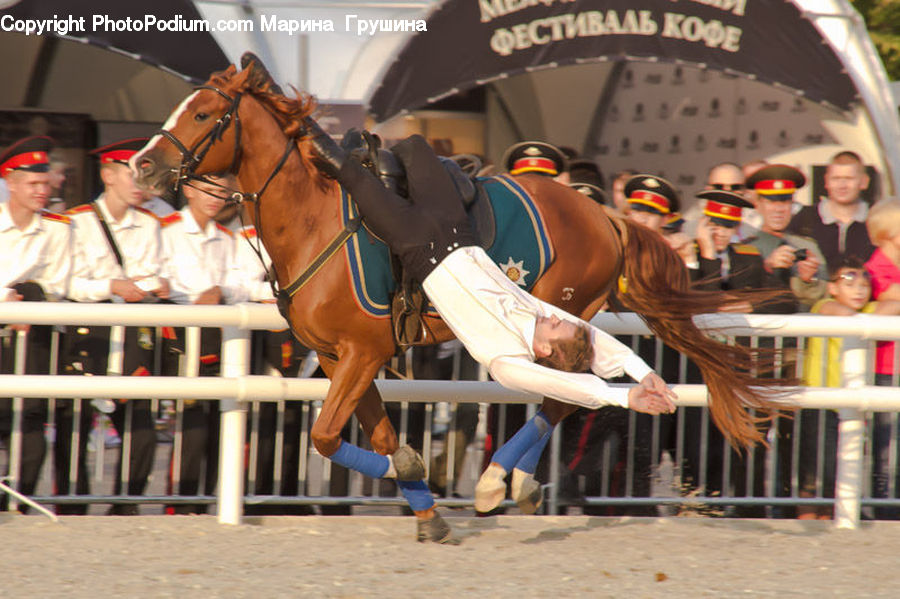 Animal, Equestrian, Horse, Person, People, Human, Rodeo