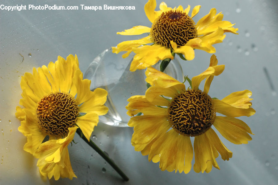 Blossom, Flora, Flower, Plant, Sunflower, Daisies, Daisy