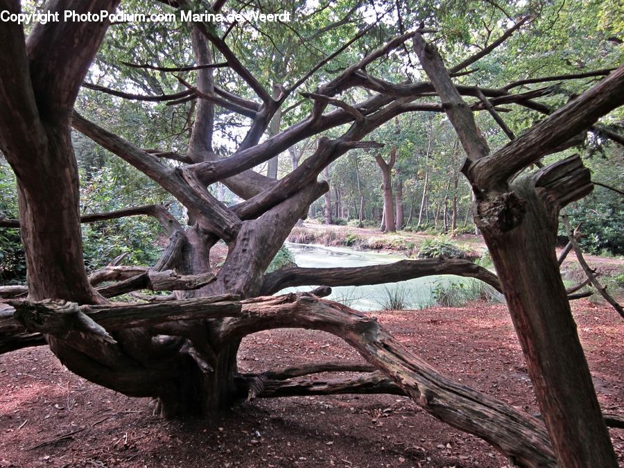 Forest, Grove, Land, Oak, Tree, Wood, Plant