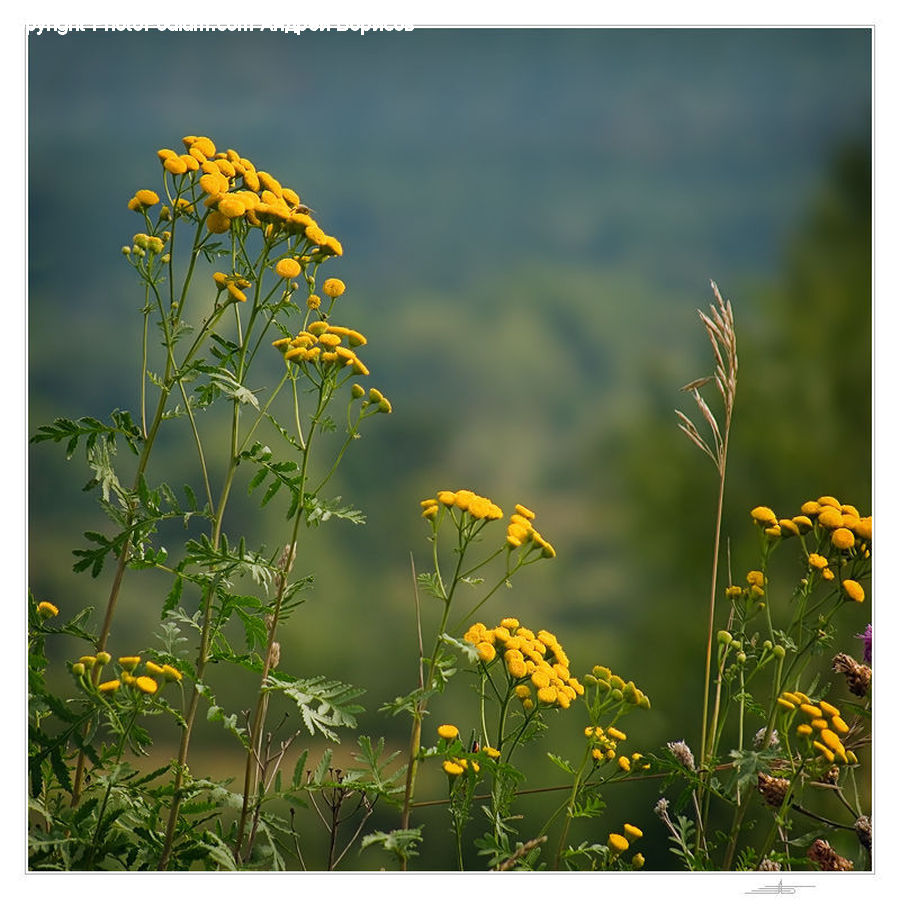 Dill, Plant, Aster, Blossom, Flower, Asteraceae, Flora