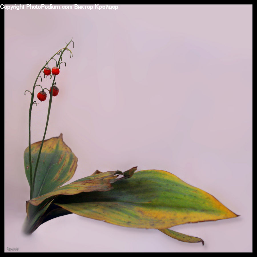 Flower Arrangement, Ikebana, Plant, Potted Plant, Vase, Bee Eater, Bird