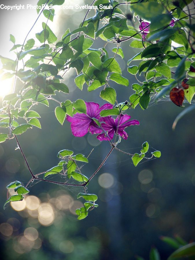 Blossom, Flora, Flower, Geranium, Plant, Vine, Amphibian