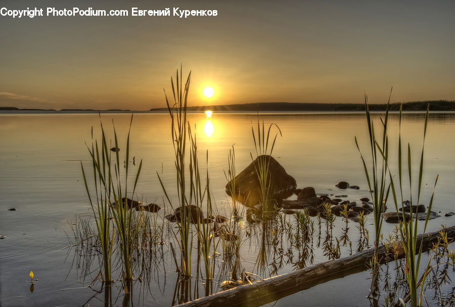 Grass, Plant, Reed, Potted Plant, Land, Marsh, Outdoors