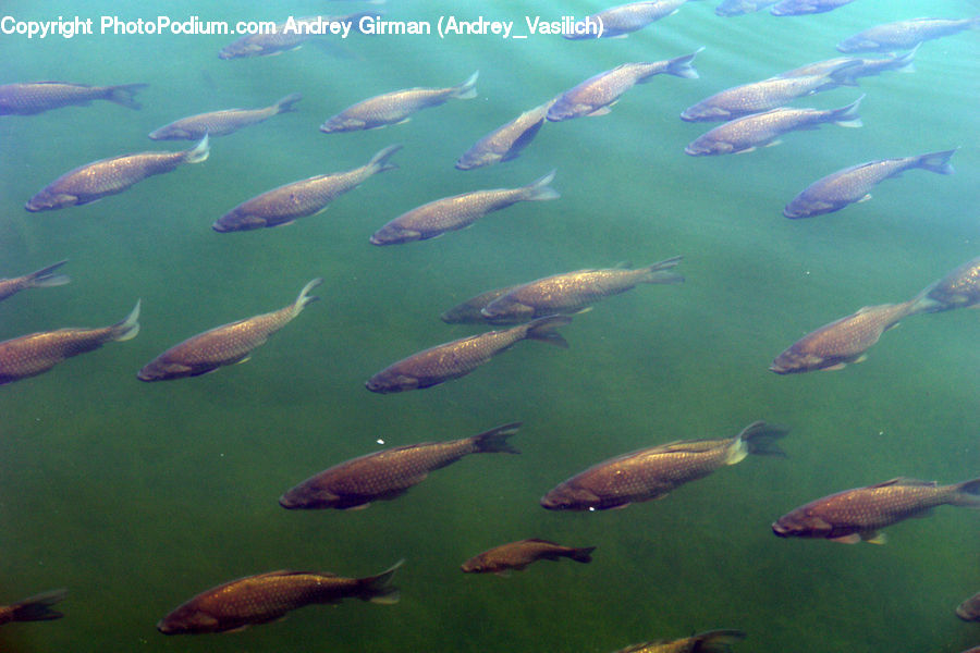 Fish, Sea Life, Carp, Herring, Sardine, Mullet Fish