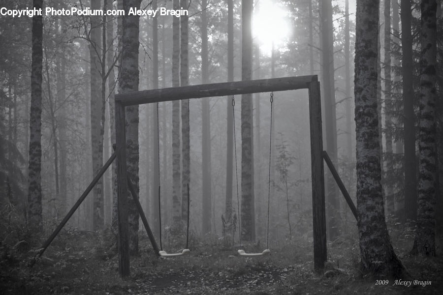 Forest, Vegetation, Grove, Land, Playground, Plant, Tree