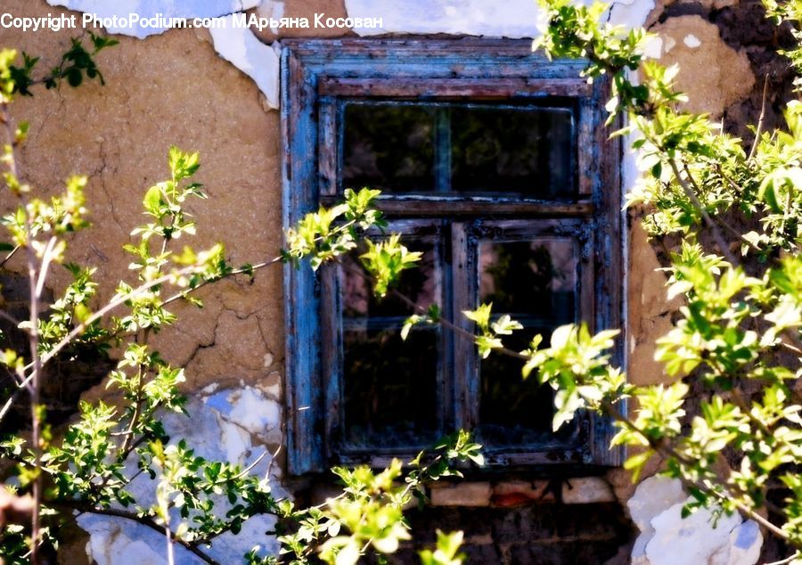 Plant, Potted Plant, Ivy, Vine, Brick, Hole, Rust