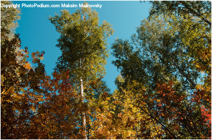 Conifer, Fir, Plant, Tree, Oak, Wood, Birch