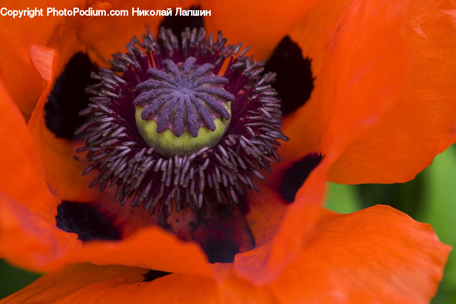 Blossom, Flora, Flower, Plant, Poppy, Bee, Insect