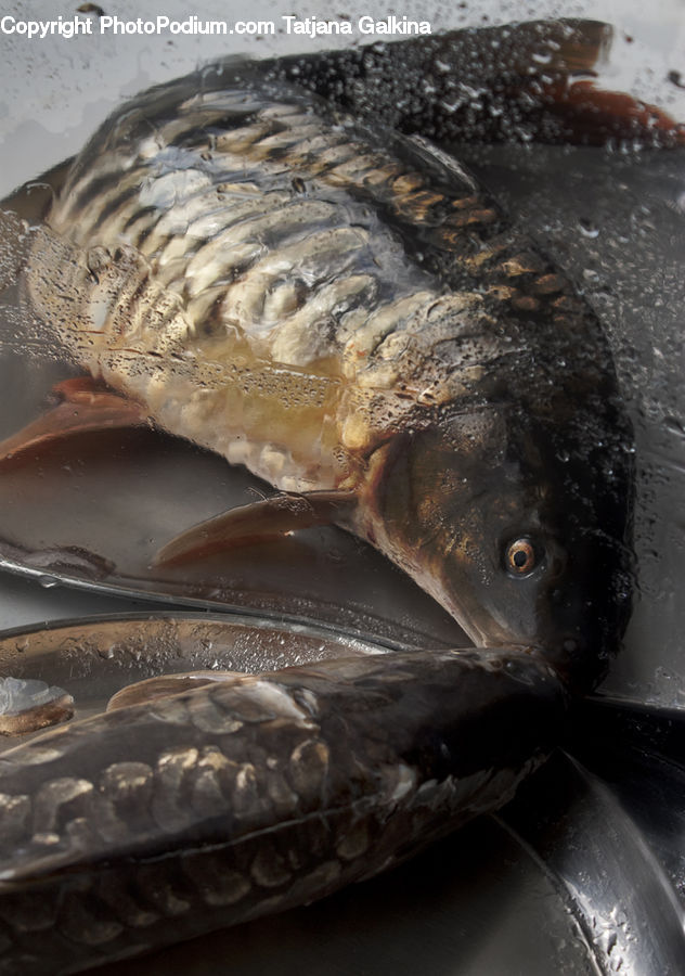 Bonito, Coho, Fish, Sea Life, Trout, Eel, Crypt