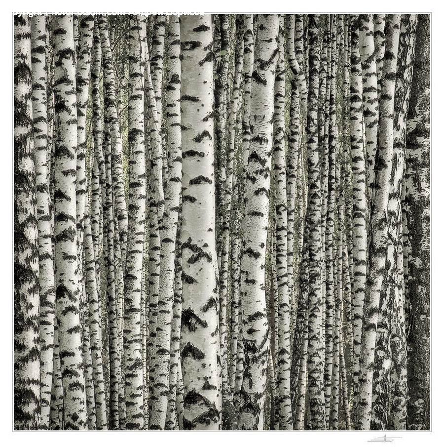 Word, Birch, Tree, Wood, Text, Cushion, Home Decor