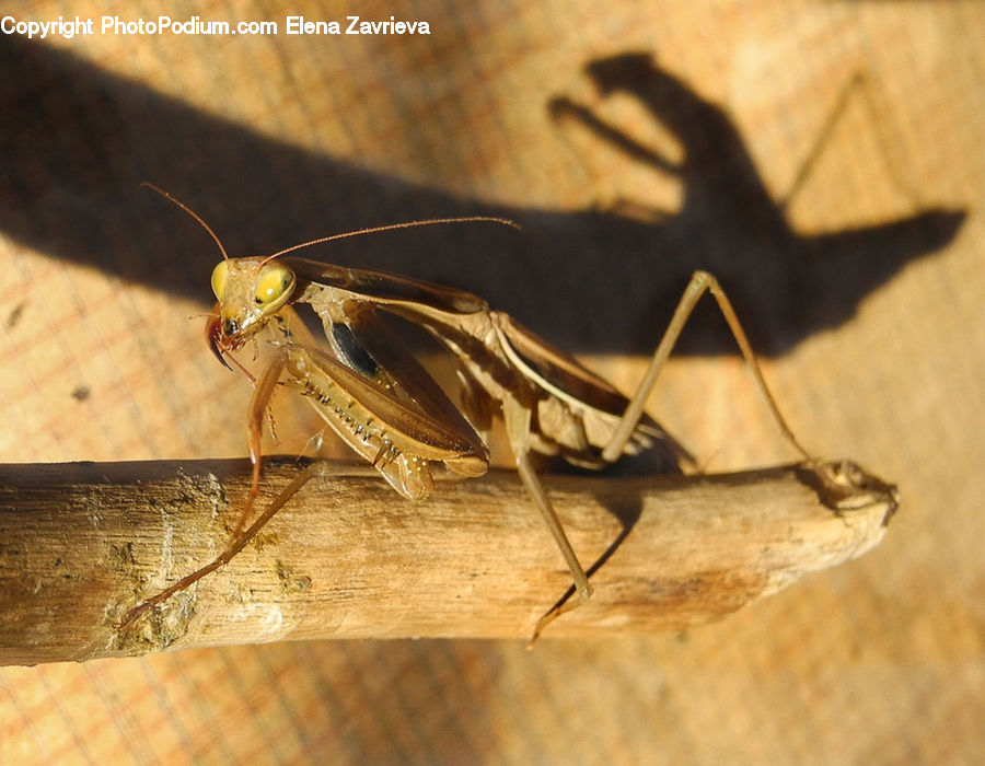 Cricket Insect, Grasshopper, Insect, Invertebrate, Mantis, Asilidae, Aphid
