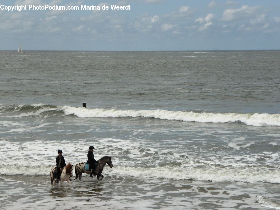 Beach, Coast, Outdoors, Sea, Water, Animal, Horse