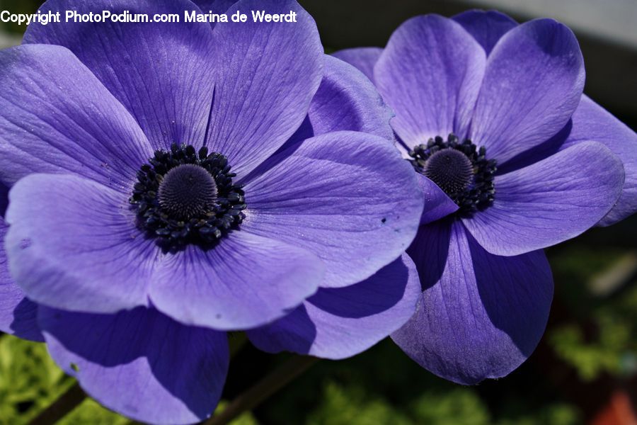 Anemone, Blossom, Flower, Plant, Flora, Geranium, Lavender