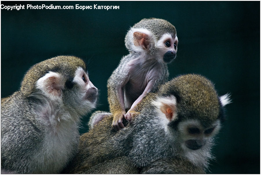 Animal, Mammal, Monkey