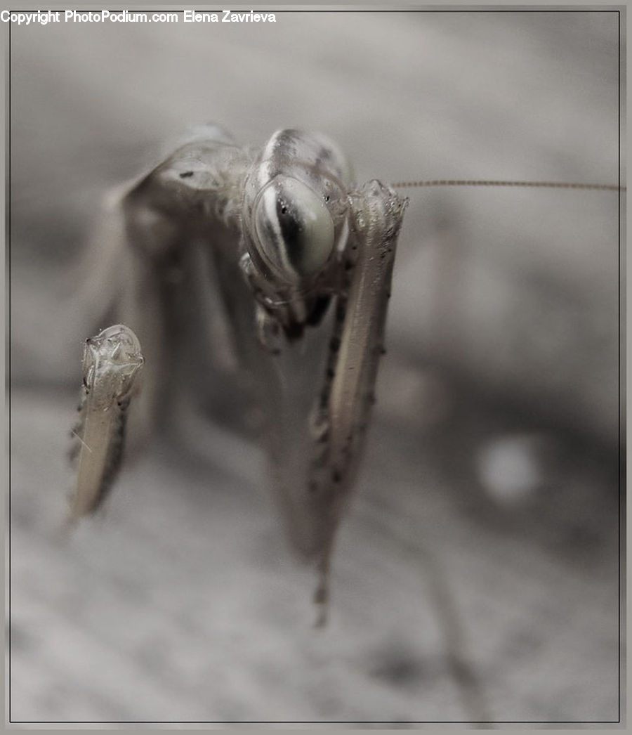 Cricket Insect, Grasshopper, Insect, Invertebrate