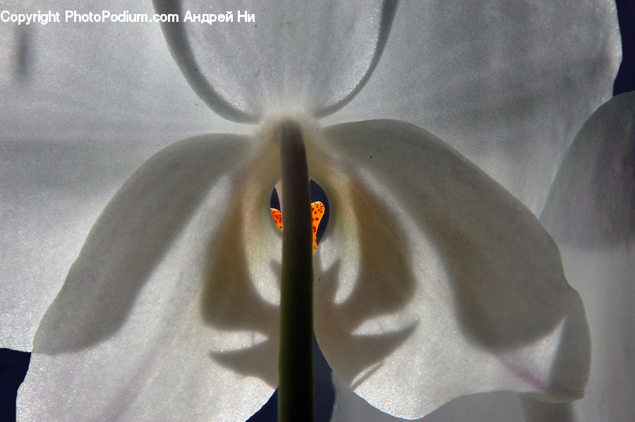 Blossom, Flora, Flower, Orchid, Plant, Geranium, Crocus