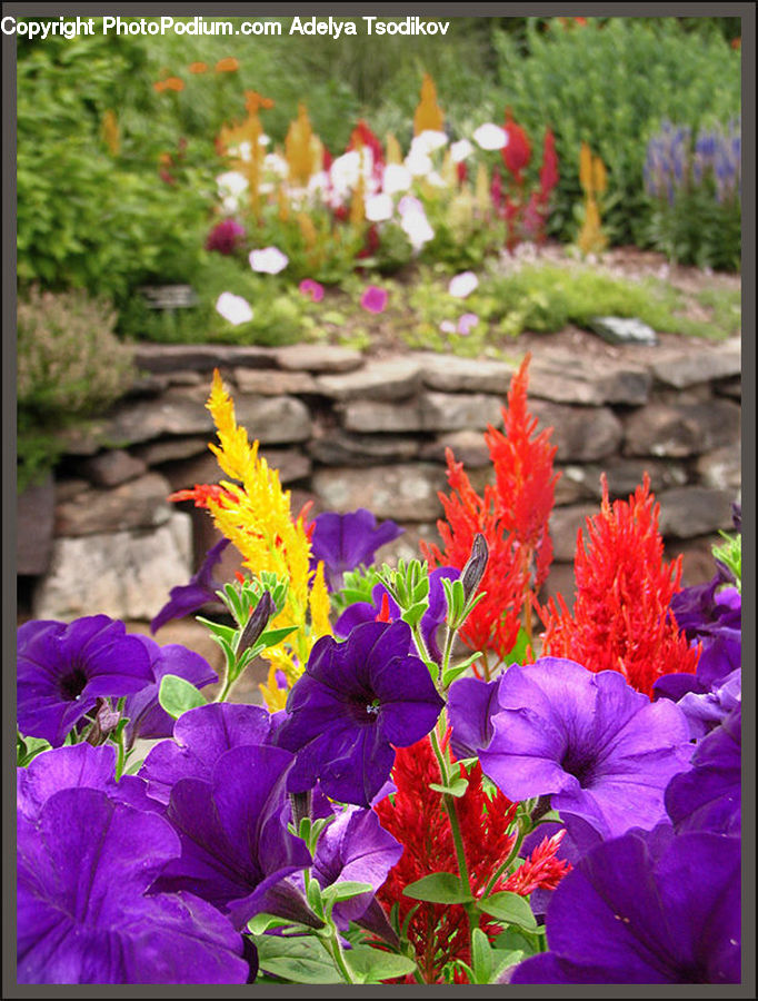 Blossom, Flora, Flower, Geranium, Plant, Flower Arrangement, Flower Bouquet