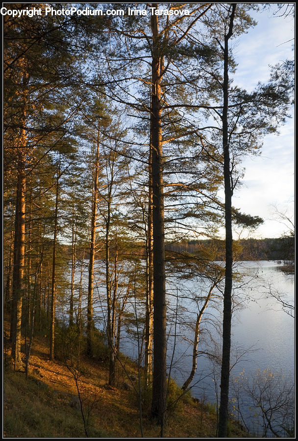 Conifer, Fir, Plant, Tree, Forest, Vegetation, Larch