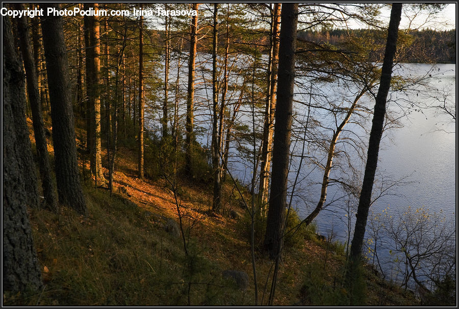 Forest, Vegetation, Conifer, Fir, Plant, Tree, Birch