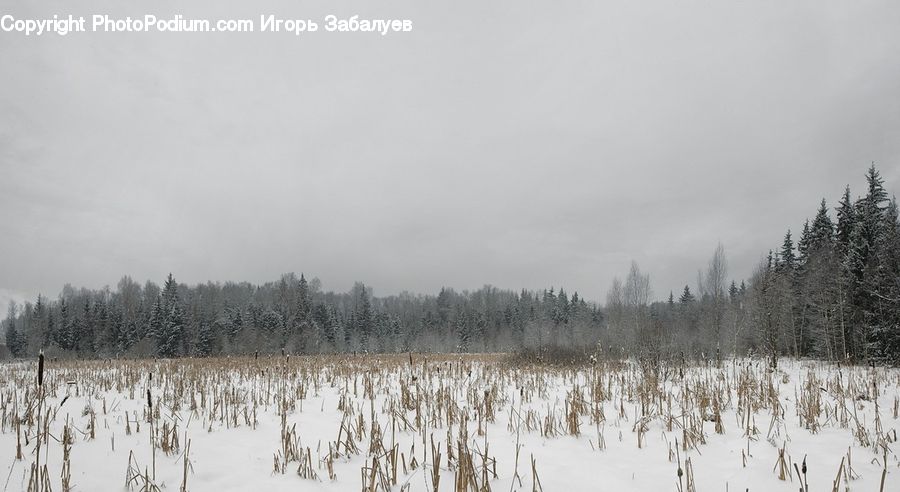 Conifer, Fir, Pine, Spruce, Wood, Forest, Vegetation
