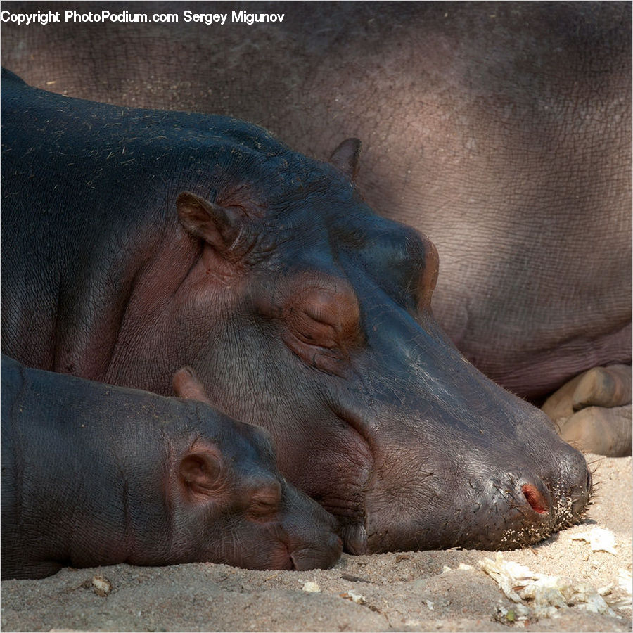 Animal, Hippo, Mammal