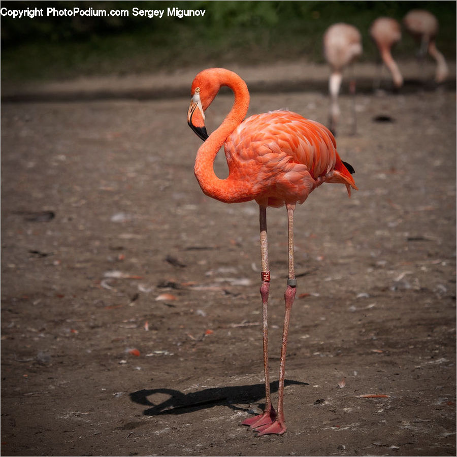 Bird, Flamingo, Flock, People, Person, Human, Head