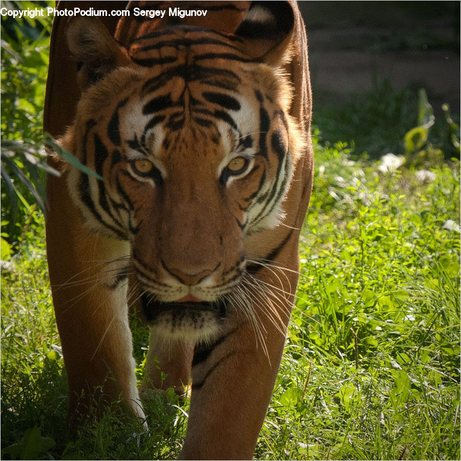 Animal, Mammal, Tiger, Cat, Pet, Field, Grass