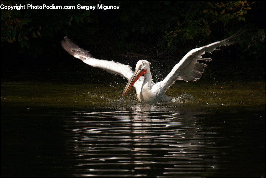 Bird, Pelican, Plant, Potted Plant, Swan, Waterfowl, Flamingo