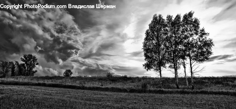 Oak, Tree, Wood, Plant, Field, Grass, Grassland