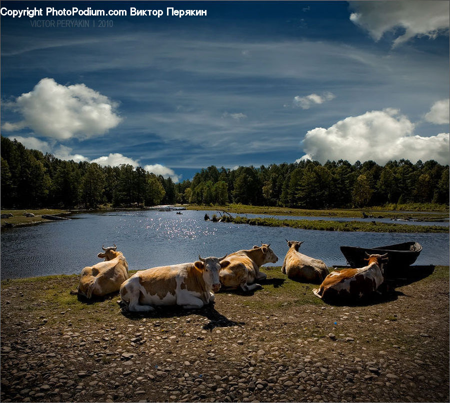 Animal, Cattle, Cow, Dairy Cow, Mammal, Landscape, Nature