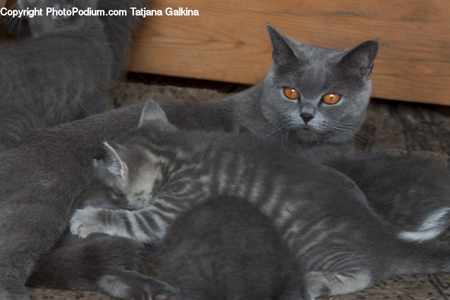 Animal, Cat, Kitten, Mammal, Pet, Manx, Abyssinian
