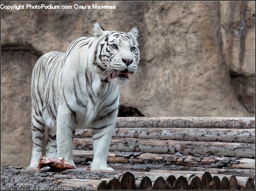 Animal, Mammal, Tiger, Zoo
