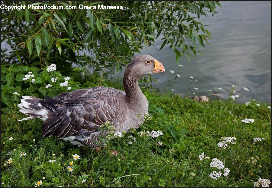 Bird, Goose, Waterfowl, Duck, Teal, Blossom, Flora