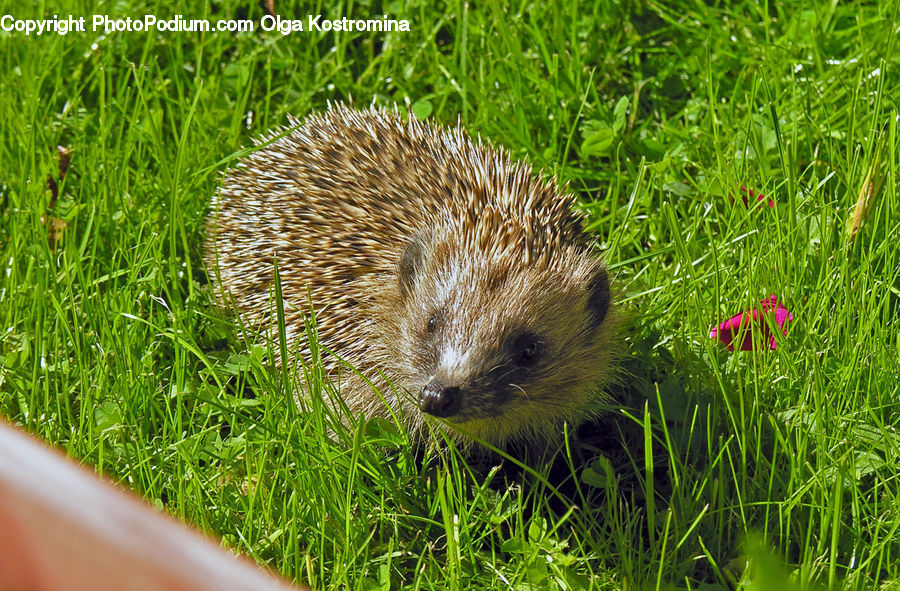 Animal, Hedgehog, Mammal, Porcupine, Rodent, Blossom, Flora