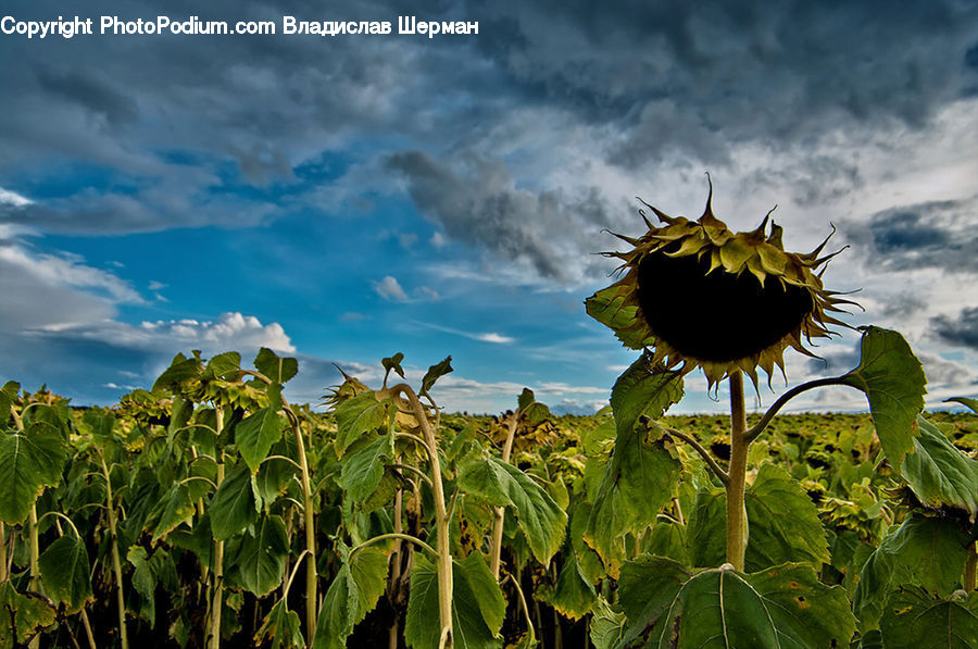 Blossom, Flora, Flower, Plant, Sunflower, Ivy, Vine