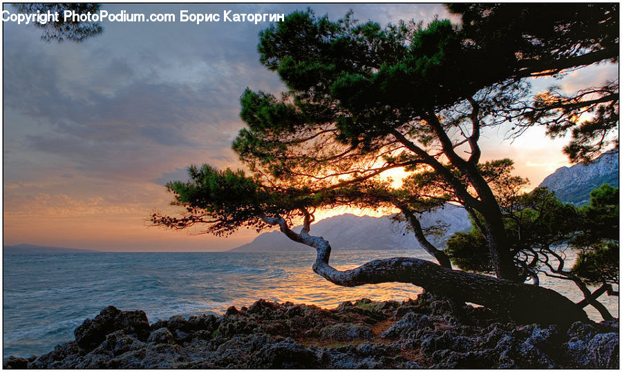 Conifer, Fir, Plant, Tree, Water, Bush, Vegetation