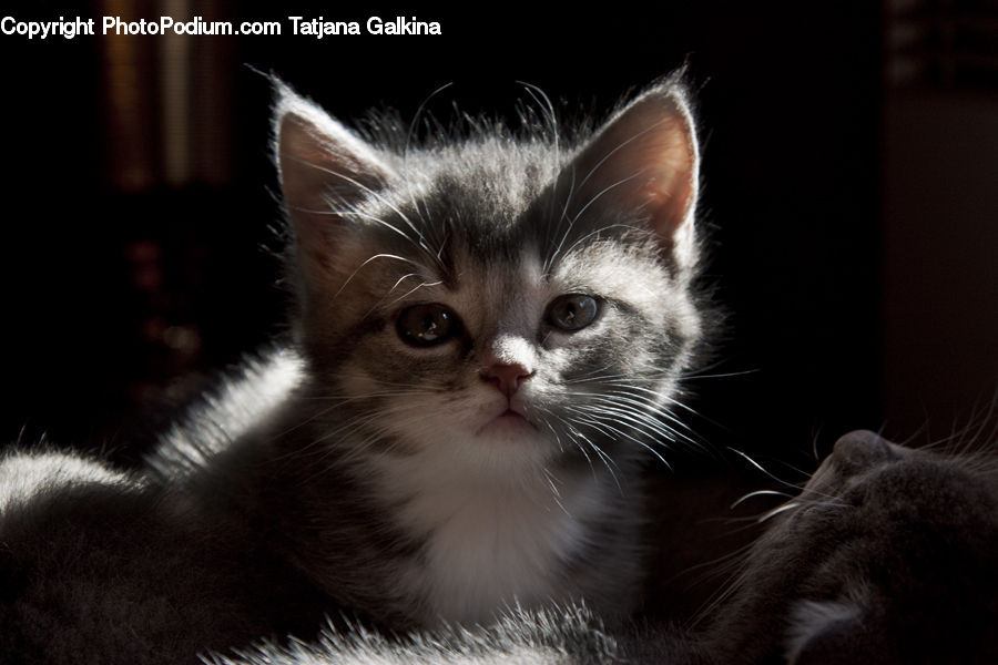Animal, Cat, Kitten, Mammal, Pet, Siamese, Manx